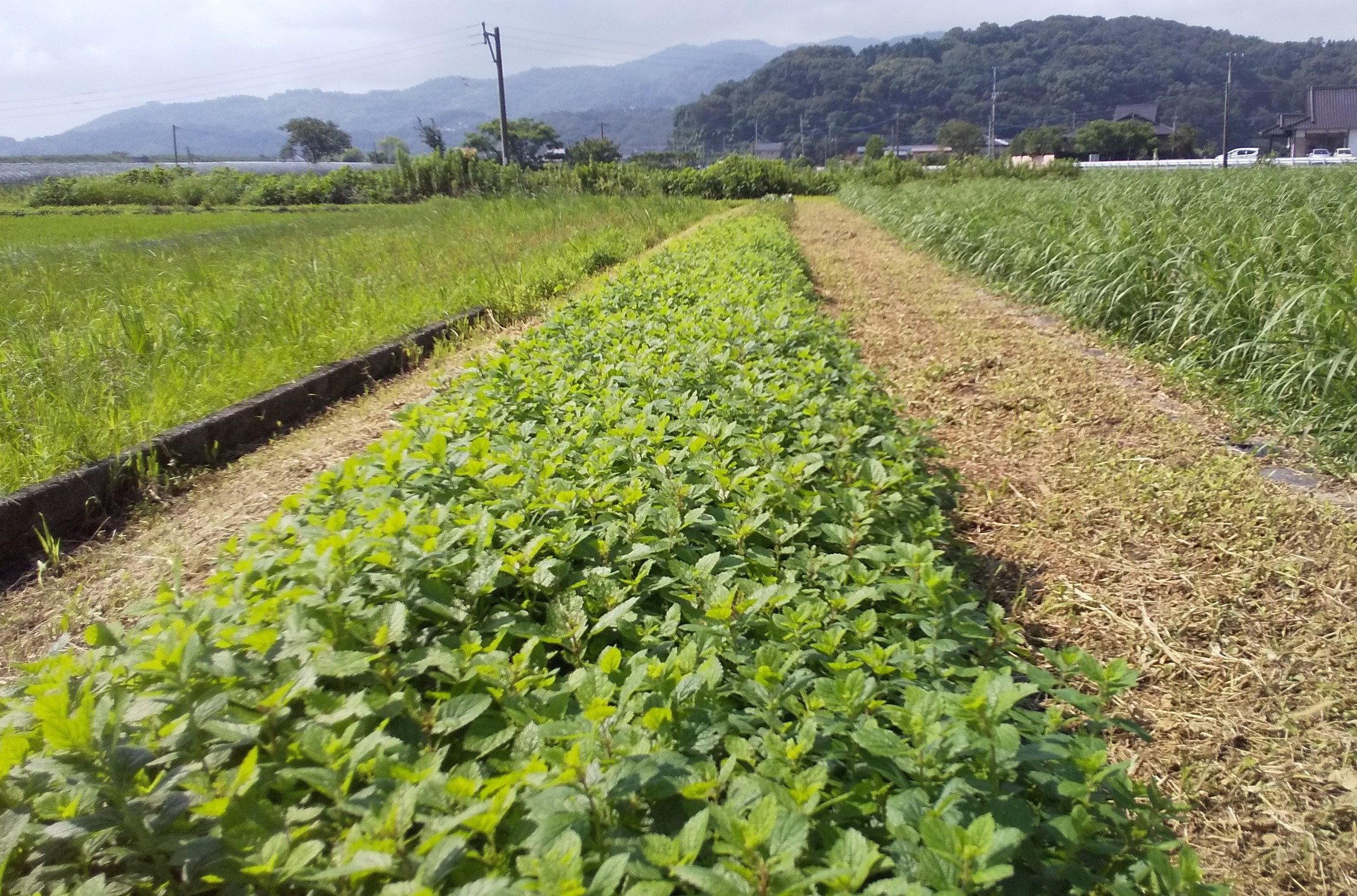 レモンバーム ３０g 商品紹介 熊本ハーブ園レモングラス