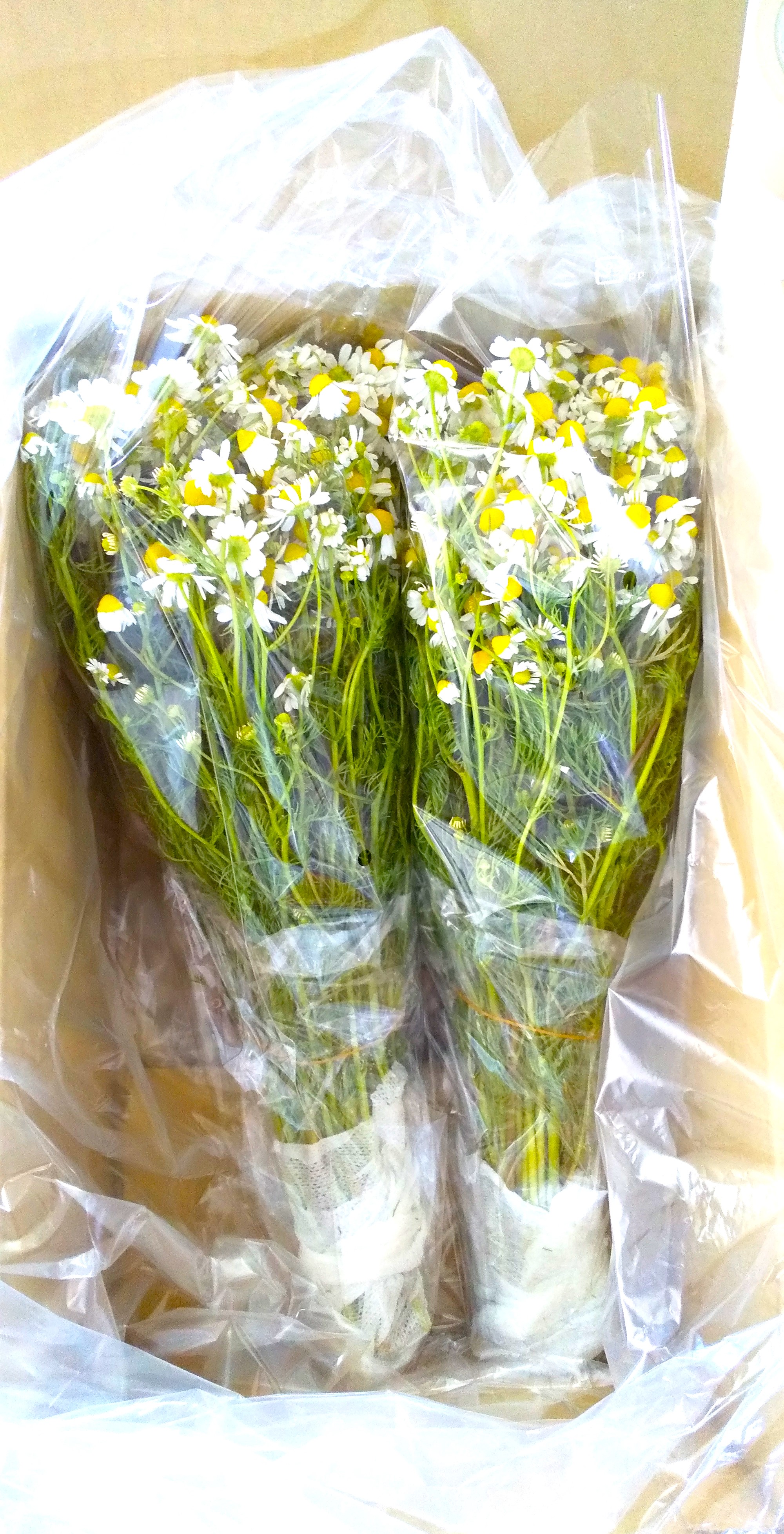 カモミール花束箱入り