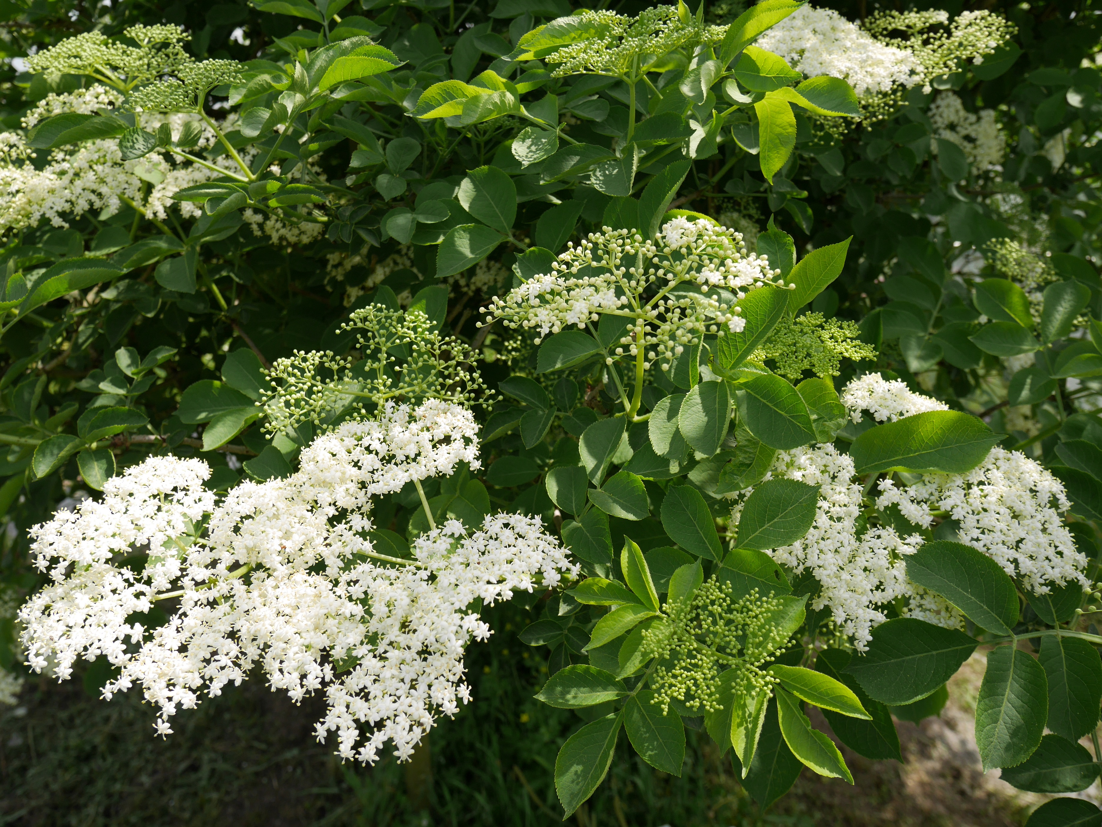 エルダーフラワー（フレッシュ花：白）