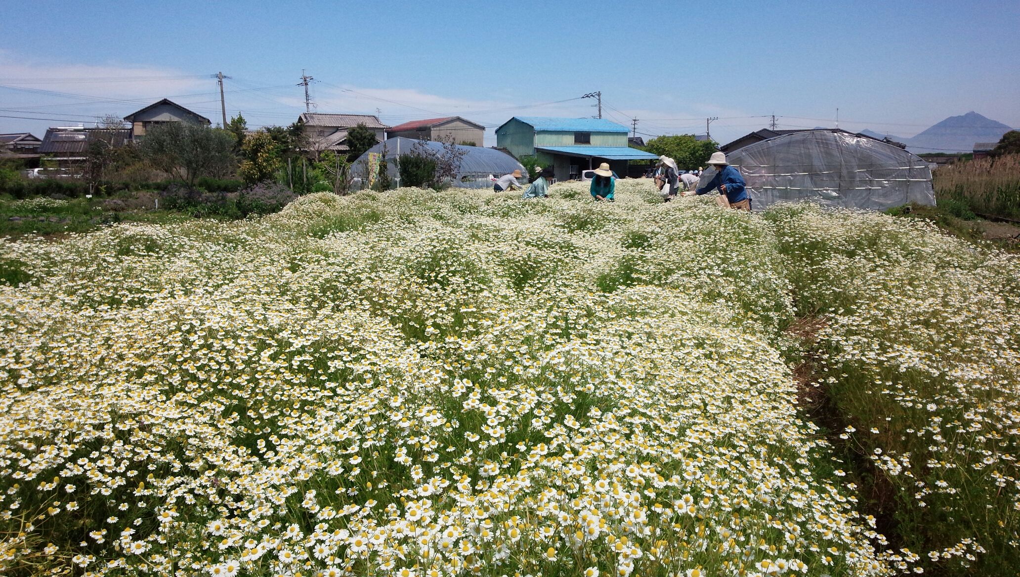 カモミール摘み体験